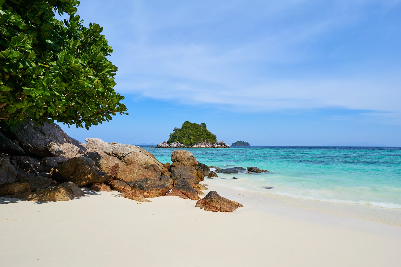 green tree and rocks near ocean